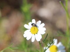 Leucostomatini