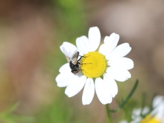 Leucostomatini