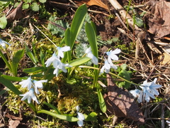 Puschkinia scilloides