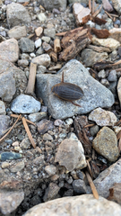 Acilius abbreviatus