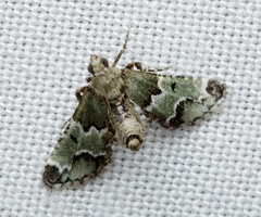 Arescoptera idiotypa