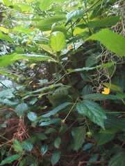 Pavonia sepium