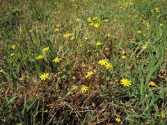 Blennosperma bakeri