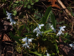 Puschkinia scilloides