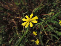 Blennosperma bakeri