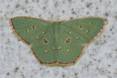 Comostola meritaria