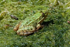 Lithobates chiricahuensis