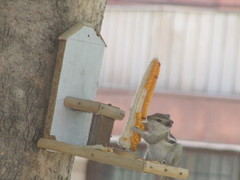 Funambulus pennantii