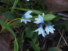 Puschkinia scilloides