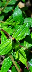 Abscondita cerata
