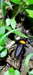 Abscondita cerata