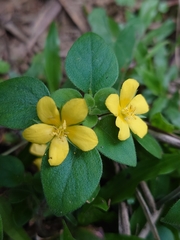 Lysimachia remota