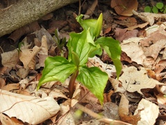 Trillium grandiflorum