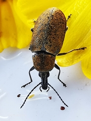 Mycterus curculioides