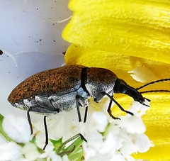 Mycterus curculioides