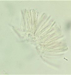 Pyrenopeziza protrusa