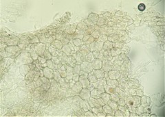 Pyrenopeziza protrusa