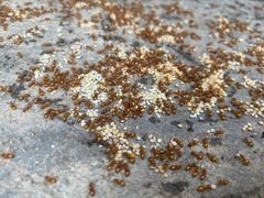 Lasius pallitarsis