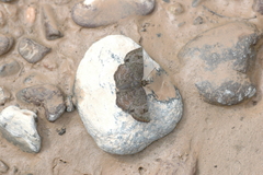 Systasea microsticta