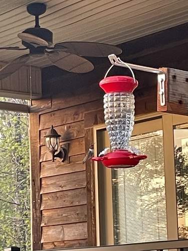 Ruby-throated Hummingbird photographed in Kentucky