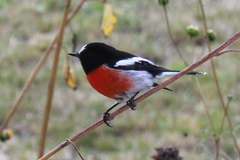 Scarlet Robin photo 3