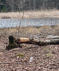 Dryobates villosus villosus