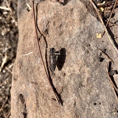 Chrysobothris dentipes