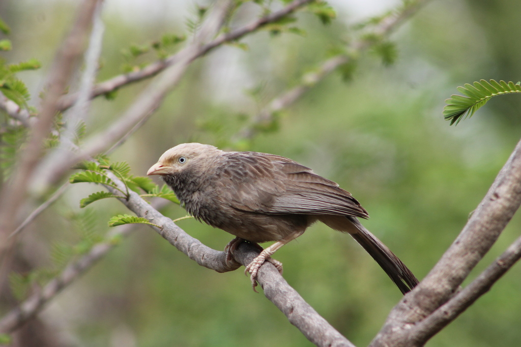 Yellow-billed Babbler (Argya affinis)
