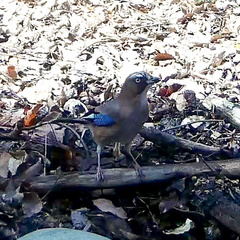 Garrulus glandarius japonicus