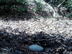 Garrulus glandarius japonicus