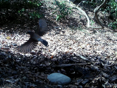 Garrulus glandarius japonicus