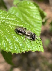 Andrena frigida