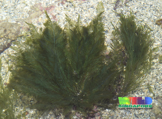 Bryopsidaceae