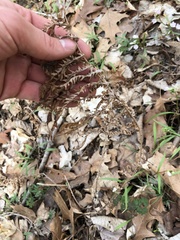 Matteuccia struthiopteris