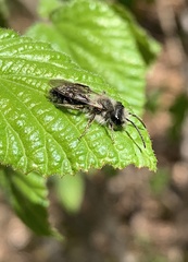 Andrena frigida