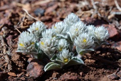 Gomphrena caespitosa