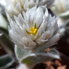 Gomphrena caespitosa
