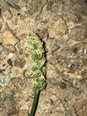 Carex aggregata