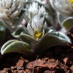 Gomphrena caespitosa