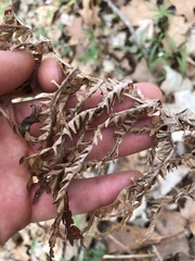 Matteuccia struthiopteris