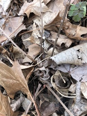 Matteuccia struthiopteris