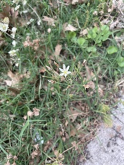 Nothoscordum bivalve
