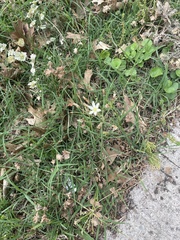 Nothoscordum bivalve