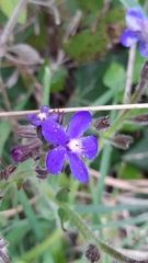 Anchusa azurea