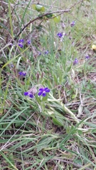 Anchusa azurea