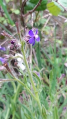 Anchusa azurea