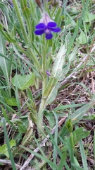 Anchusa azurea