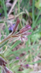 Anchusa azurea