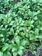 Pachysandra