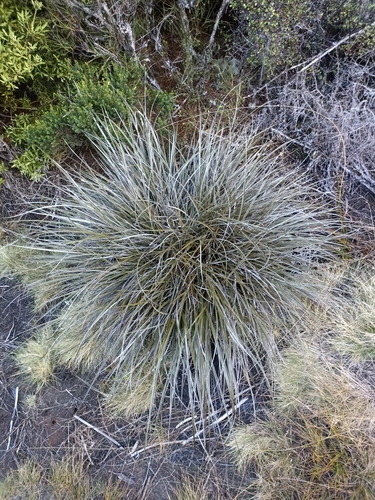 Astelia graminea (Astelia graminea)